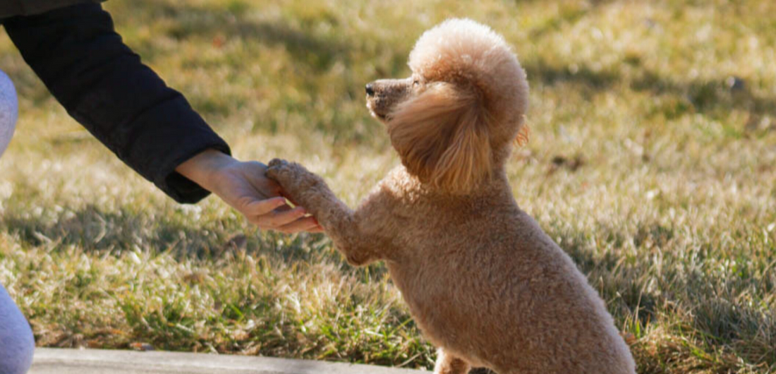 Top 5 Basic Commands You Can Teach Any Dog