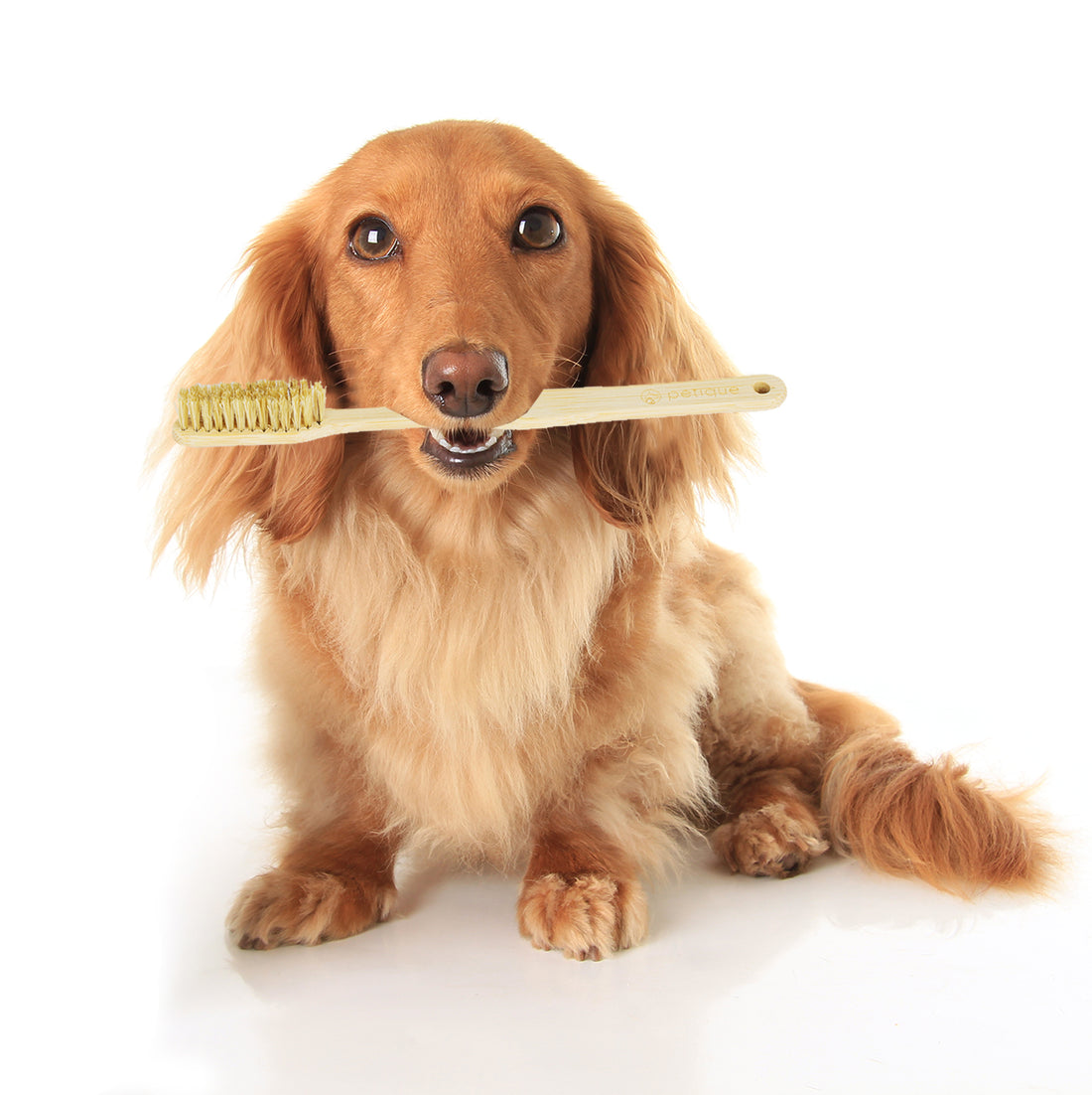 5 Hacks to Use Petique's Eco-Friendly Bamboo Pet Toothbrush