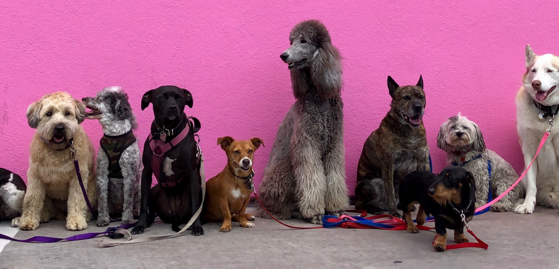 Best Dog Breeds in the World