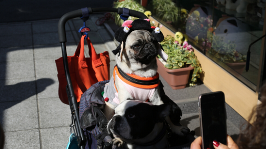 Top 5 Halloween Pet Safety Tips