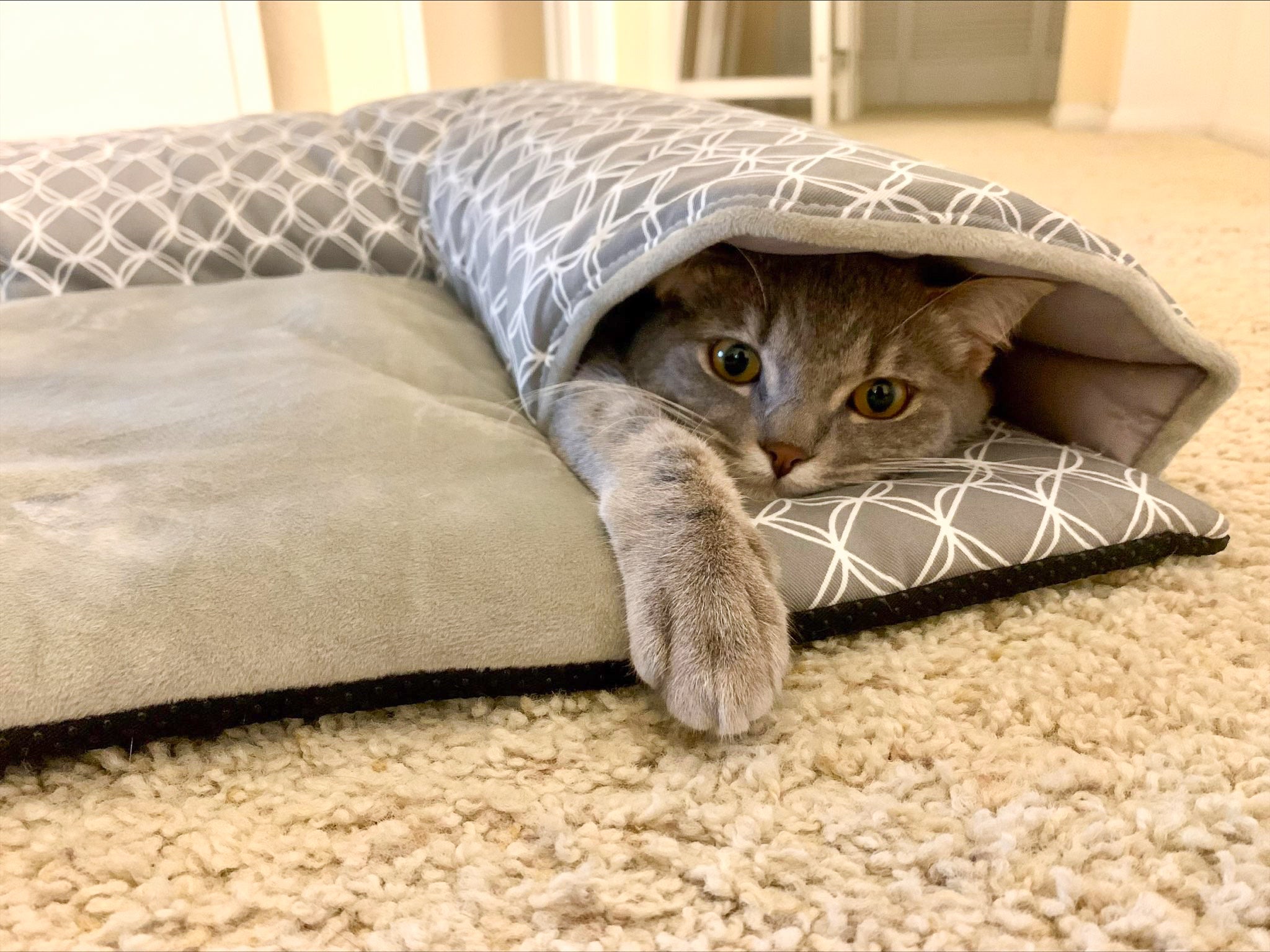Cat hide bed sale