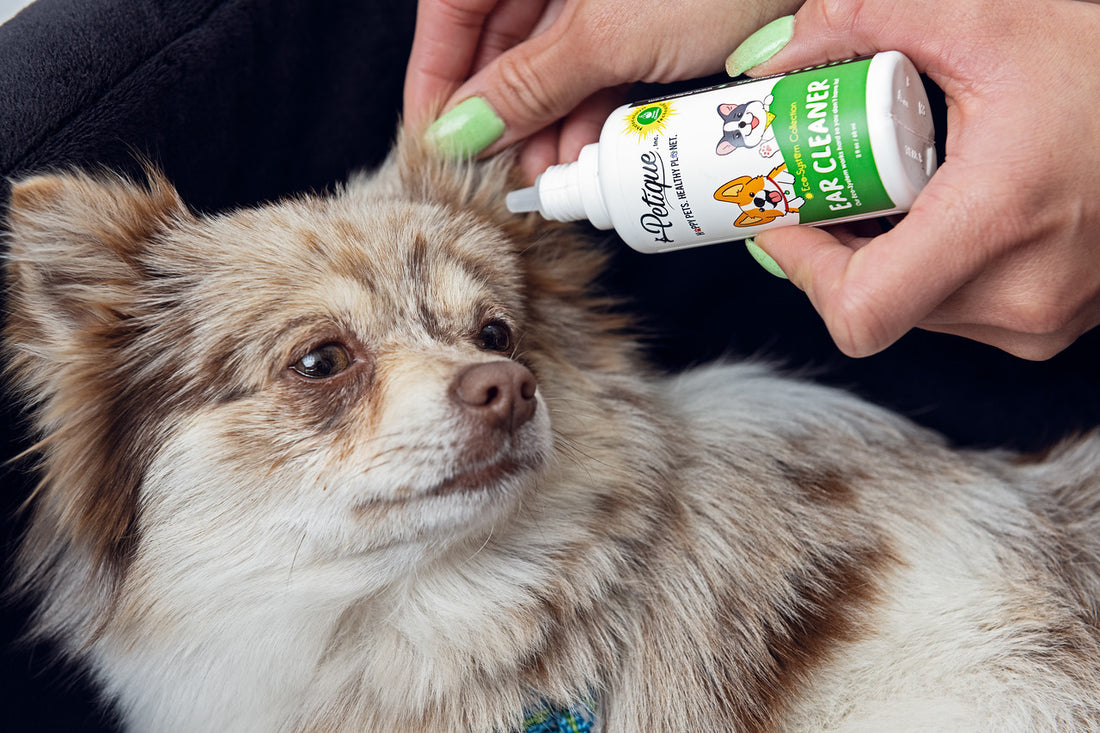 Pets With Chronic Ear Infections Don't Have To Suffer Anymore With Petique's Ear Cleaner With Photocatalyst Technology