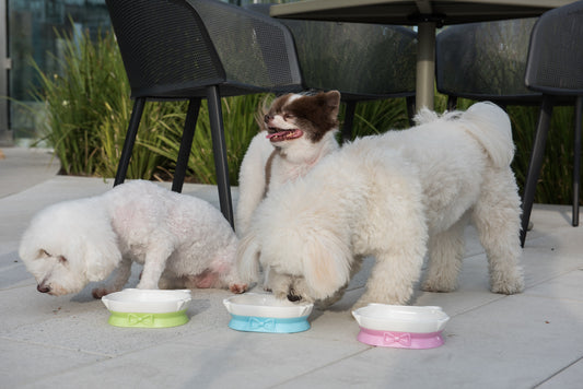5 Reasons Why Petique's 2-in-1 Eco-Friendly Pet Dish is the Best for Your Cats and Dogs