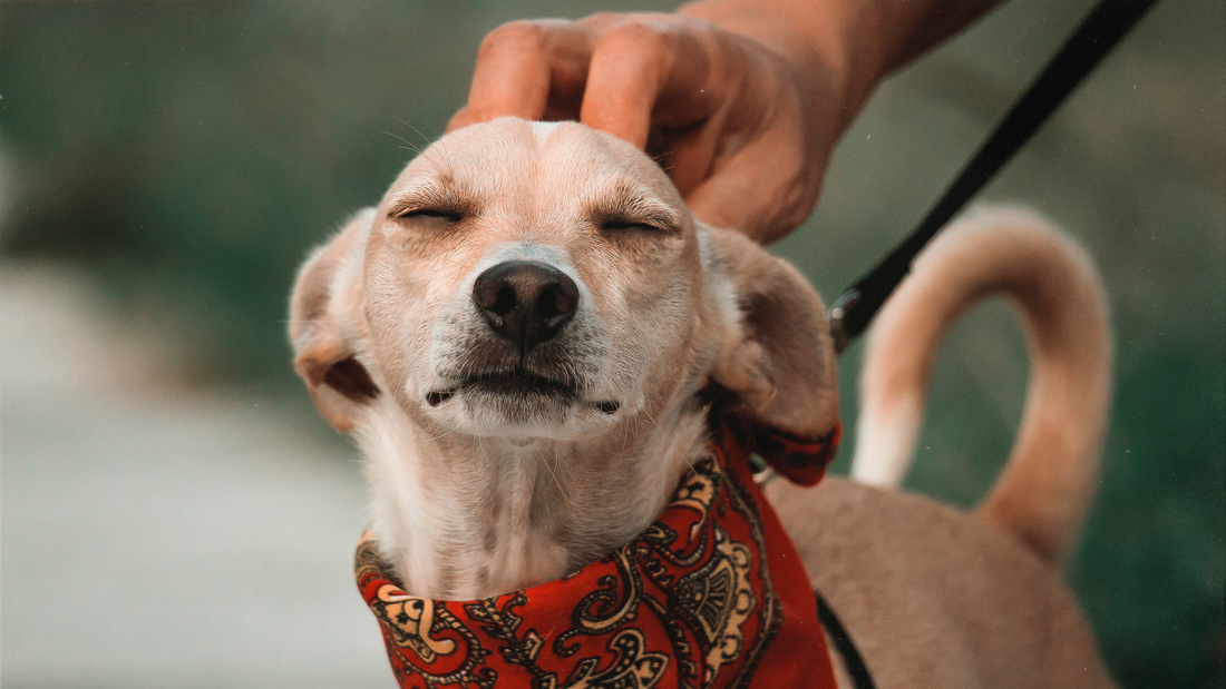 5 Pet Wellness Tips with Petique