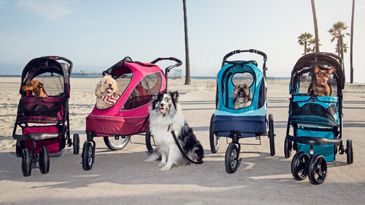 5 Essential Pet Products You Need as Stores Reopen