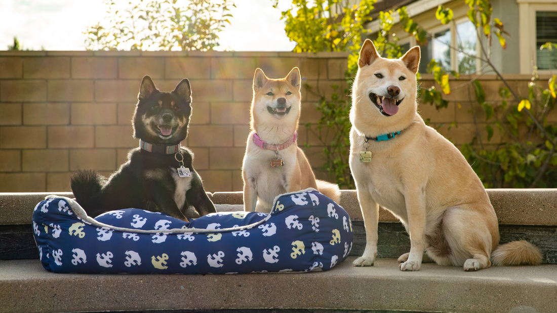 Wooly coat shiba inu outlet