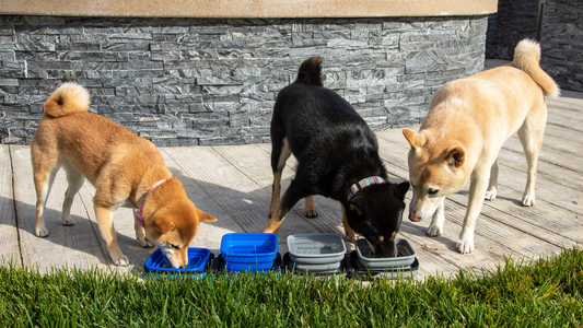 TOP 5 Features of Petique's Portabowl Water & Food Pet Bowl