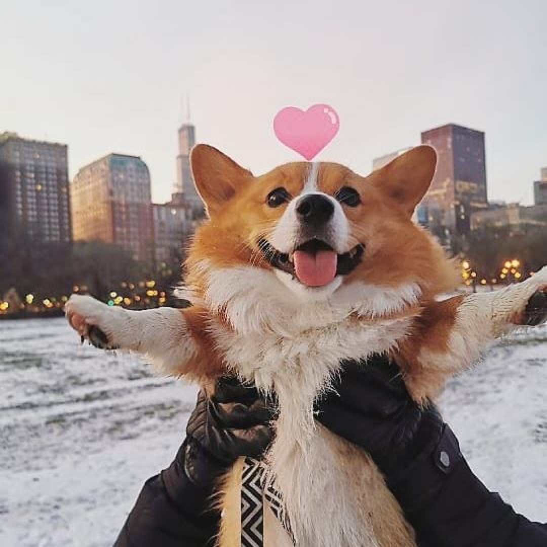 3 Gifts for Your Paw-entine