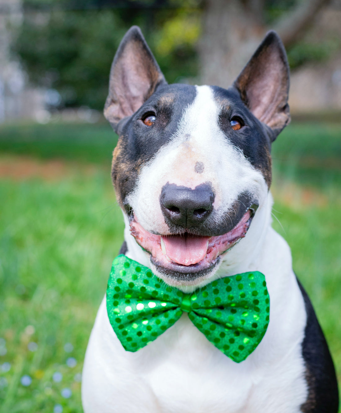 Pet Safety Tips for St. Patrick's Day You Need to Know