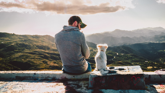 Top 5 Pet Products to Bring on Vacation with your Pets