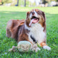 Cute Chunky Monkey Dog Toy: Fun Squeaker & Hemp Rope, Mentally & Physically Stimulates Pets, Cute Block Head with Stuffing & Squeaker, Tough Hemp for Chewing & Fetching, Non-Toxic, Cleans Teeth, Variety of Textures, for Pets