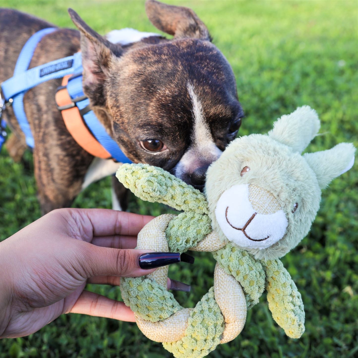 Petique 6 Piece Mini Hemp Pet Toy Bundle Pack: Eco-Friendly Pet Toys for Dogs & Cats, Non-Toxic, Durable, Squeaky Fun, Mentally Stimulating Chew Toys, Hemp Rope for Teeth Cleaning, Plaque Reduction, and Gum Massage, CE Certified Safe Pet Play Toys