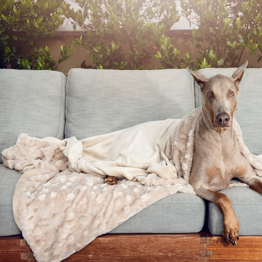 Hypoallergenic dog blanket new arrivals