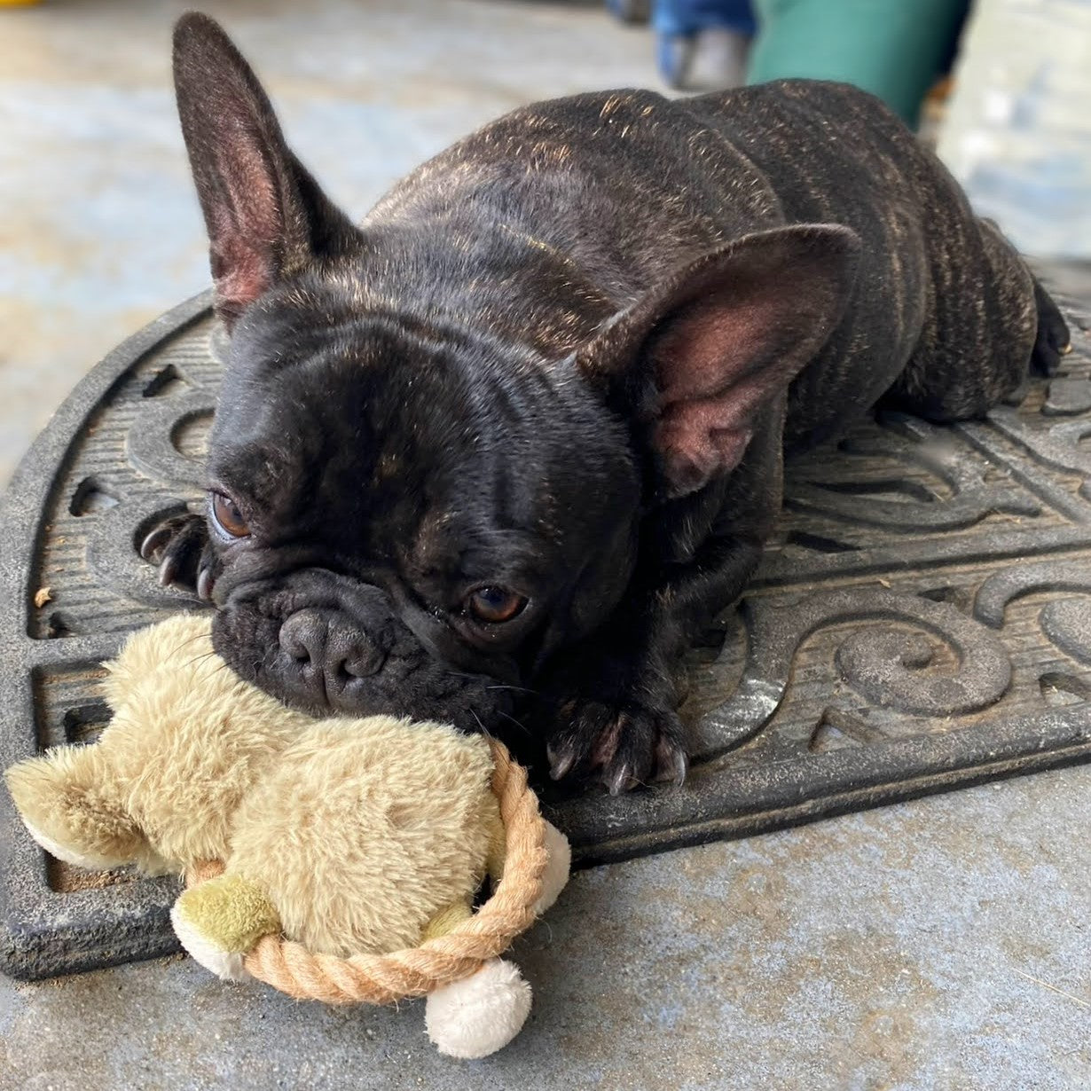 Hula Hemp Rope Koala Dog Toy: Fun Squeaker in Head, Stimulates Pets Mentally & Physically, Tough Hemp Rope for Holding, Fetching, & Tug of War, Non-Toxic, Cleans Teeth, Variety of Textures, for Pets