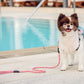 The Traveler Pet Carrier Bundle