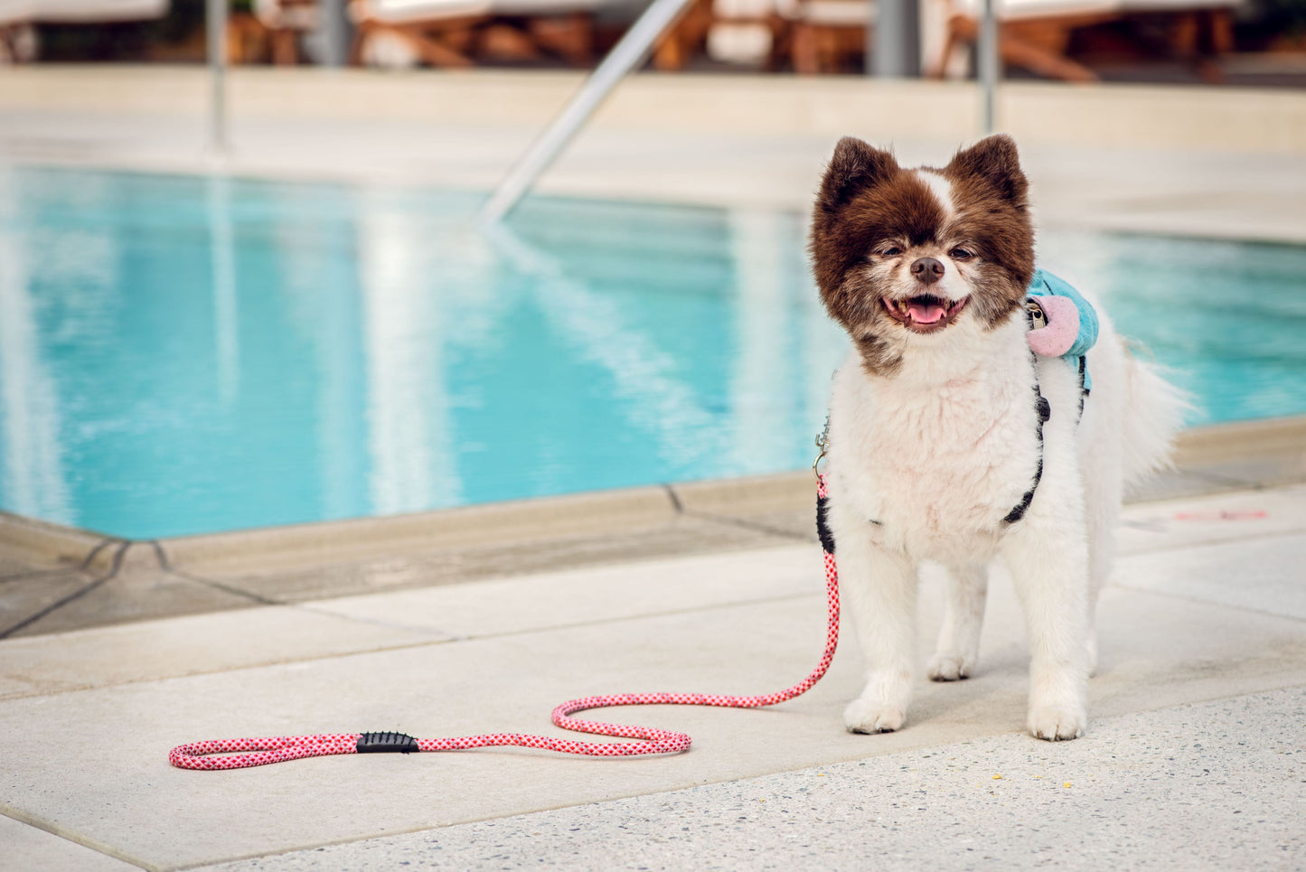 The Traveler Pet Carrier Bundle