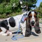 The Traveler Pet Carrier Bundle