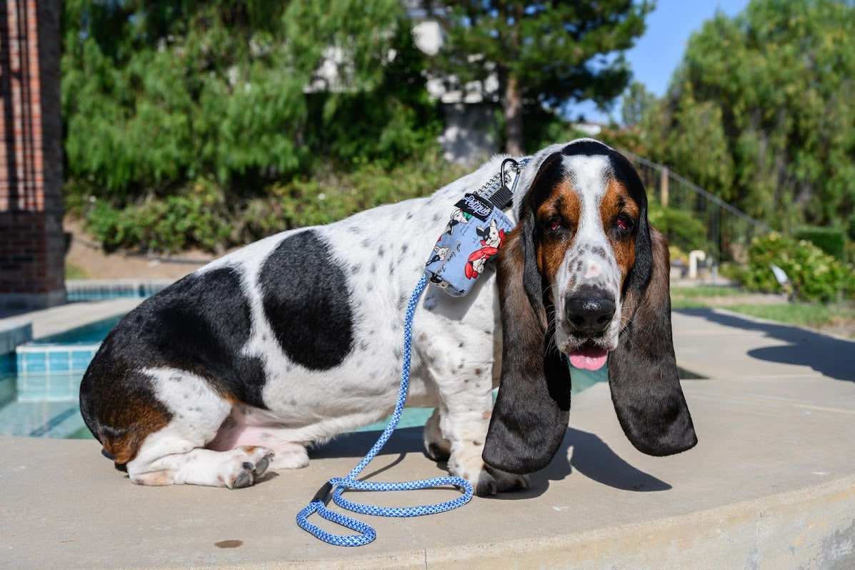 The Traveler Pet Carrier Bundle