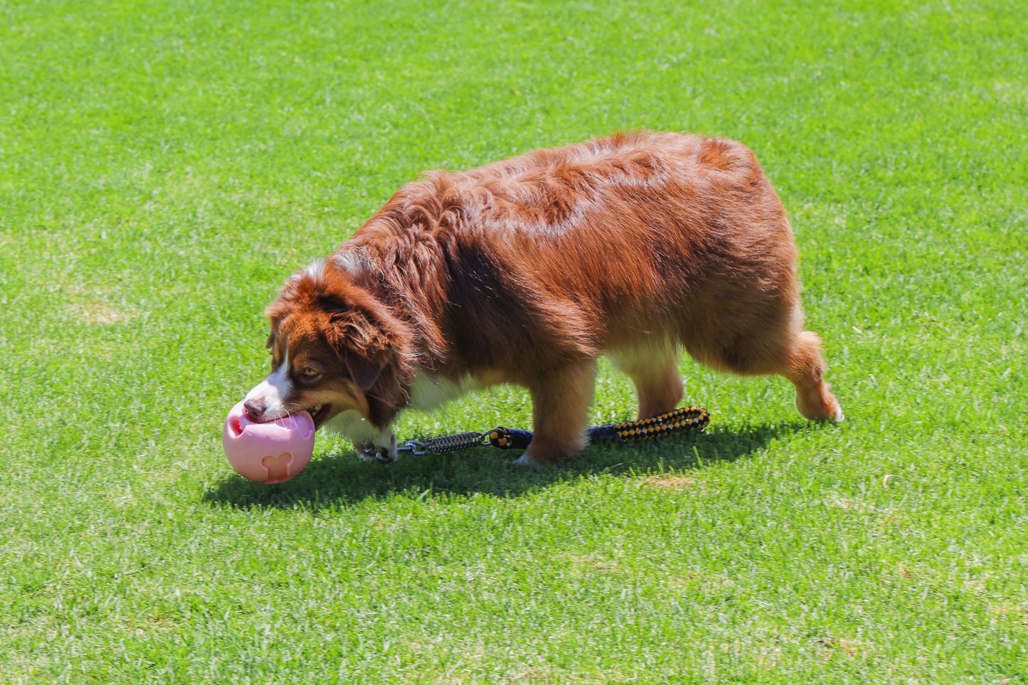 Pink Paw Me! Treat Ball Dispenser and Dog Toy: Engaging Design, Squishy Texture, Easy Rolling, Interactive Play, Keeps Pets Busy, Vanilla Scent, BPA-Free, FDA Approved for Dogs/Cats/Pets