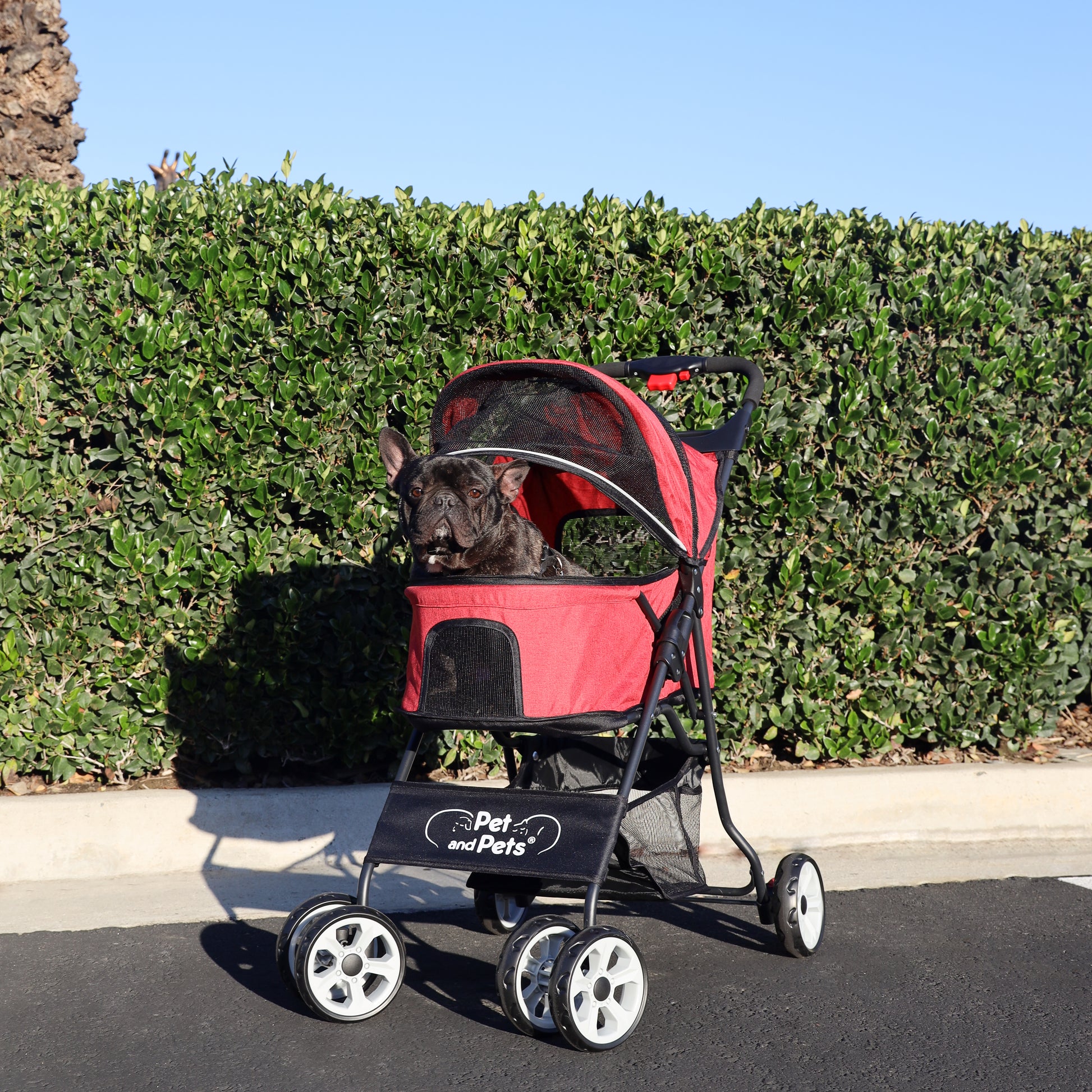 frenchie in catalina pet stroller