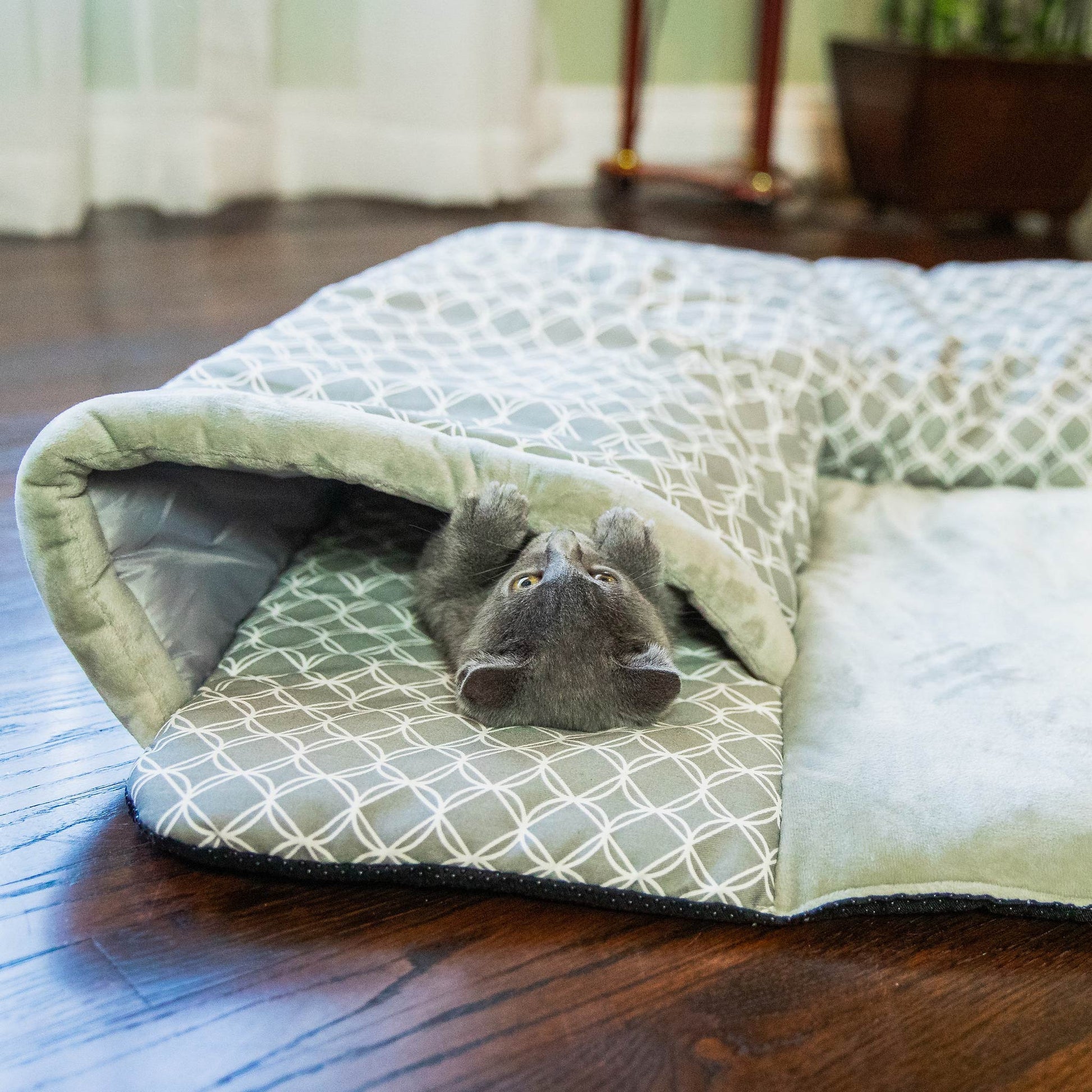 cute cat sleep in petique hide and seek play mat