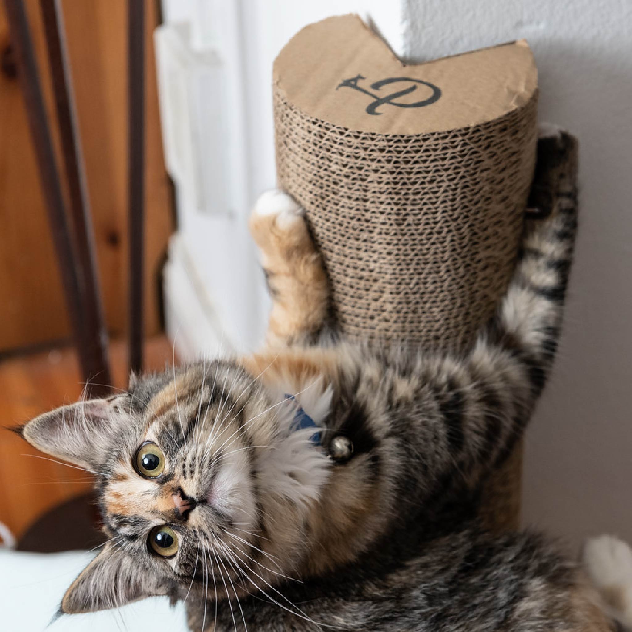 Kitty Corner Cat Scratching Post 2 Pieces Eco Friendly Sustainable Petique Inc