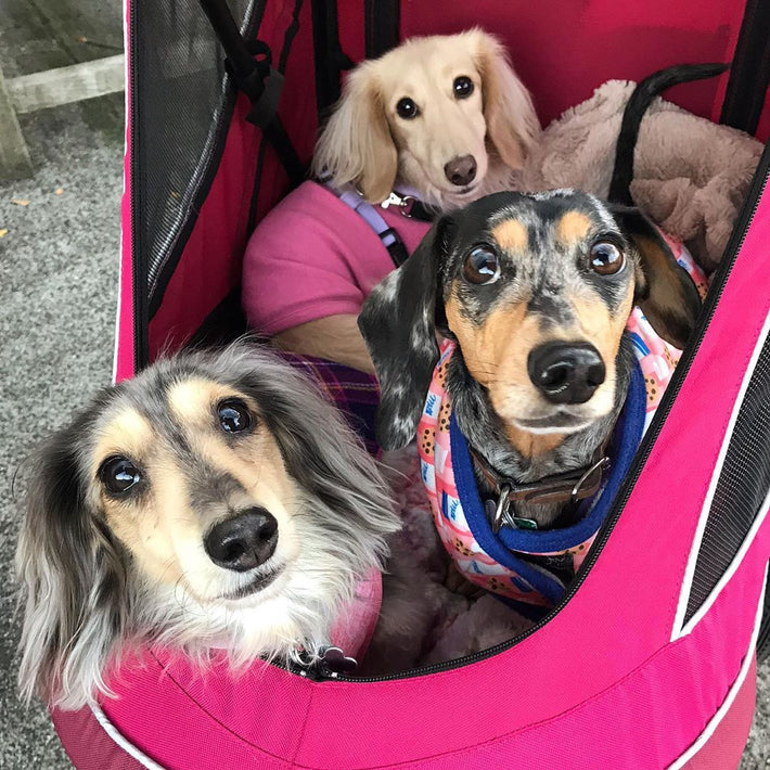 Petique, Inc. Nontoxic Pet Products for Dogs, Cats, and Small Animals