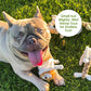 Petique 6 Piece Mini Hemp Pet Toy Bundle Pack: Eco-Friendly Pet Toys for Dogs & Cats, Non-Toxic, Durable, Squeaky Fun, Mentally Stimulating Chew Toys, Hemp Rope for Teeth Cleaning, Plaque Reduction, and Gum Massage, CE Certified Safe Pet Play Toys