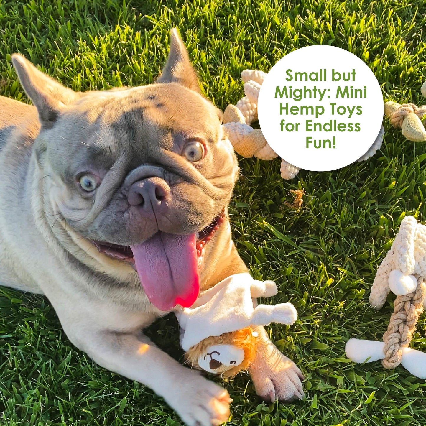 Petique 6 Piece Mini Hemp Pet Toy Bundle Pack: Eco-Friendly Pet Toys for Dogs & Cats, Non-Toxic, Durable, Squeaky Fun, Mentally Stimulating Chew Toys, Hemp Rope for Teeth Cleaning, Plaque Reduction, and Gum Massage, CE Certified Safe Pet Play Toys