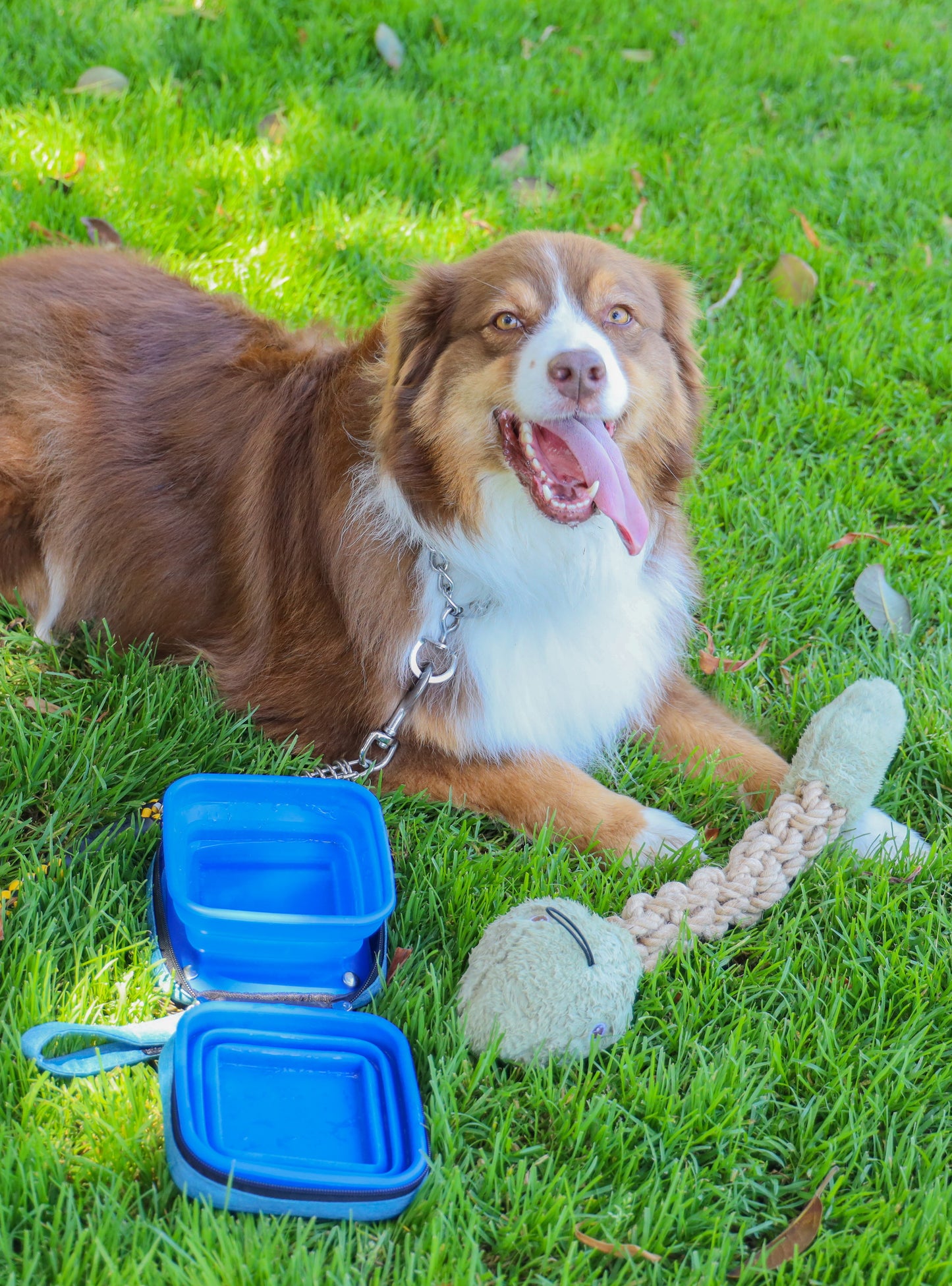 The Traveler Pet Carrier Bundle