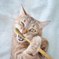 pet toothbrush for cats