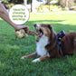 Tough Hemp Monkey Dog Toy, Fun Squeaker, Mentally & Physically Stimulates, Large Hemp Rope Body for Chewing, Tough Hemp for Play & Fetch, Non-Toxic, Cleans Teeth, Variety of Textures, for Pets