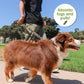 Tug Control Dog Leash - Reflective, Shock Absorber, Comfortable Grip, Sleek Design, Strong Weave Accent, for Small/Medium/Large Dogs/Cats/Pets