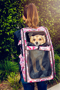 pet carrier with windows