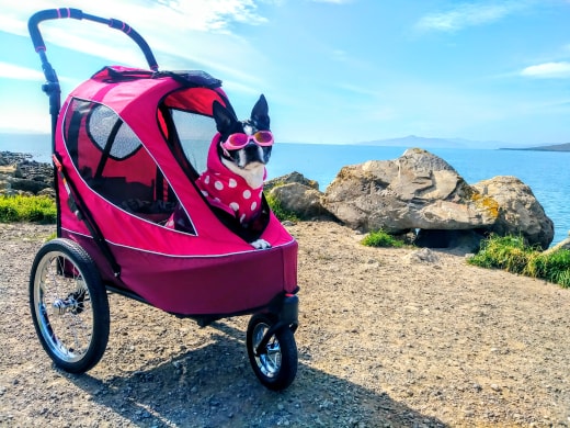 frenchie in magenta pet jogger
