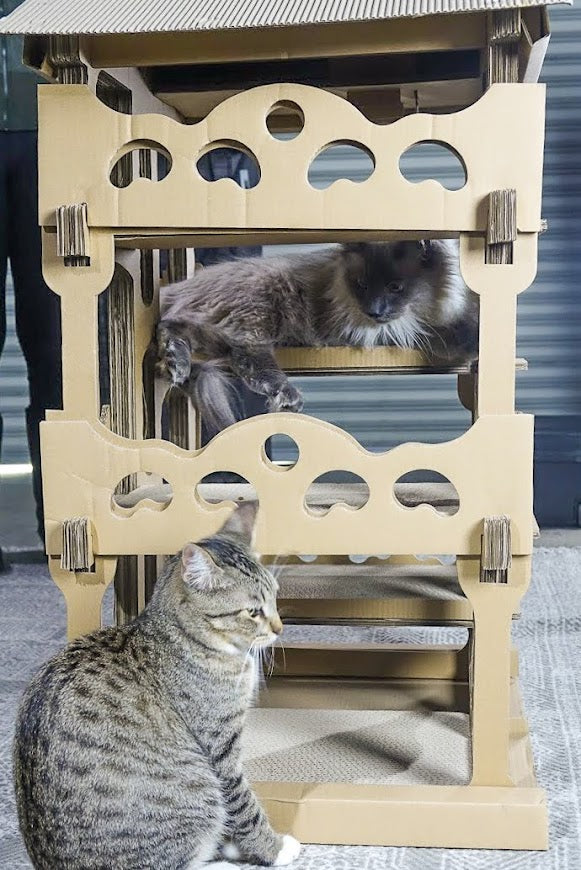 sturdy cardboard cat house