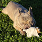 Mini Flying Hemp Monkey and Lion Dog Toys: Fun Squeaker & Crinkle Material, Engages Pets for Chewing, Playing & Fetching, Non-Toxic, Variety of Textures, CE Certified, for Pets