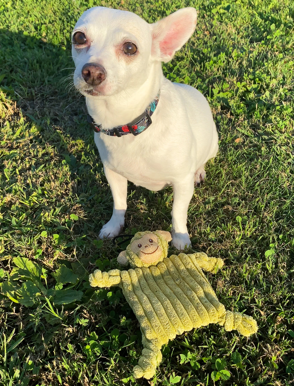 Mini Flying Hemp Monkey and Lion Dog Toys