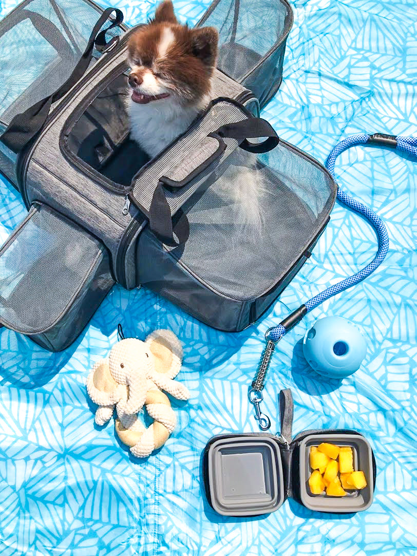 The Best Travel Carrier for Cats and Small Dogs