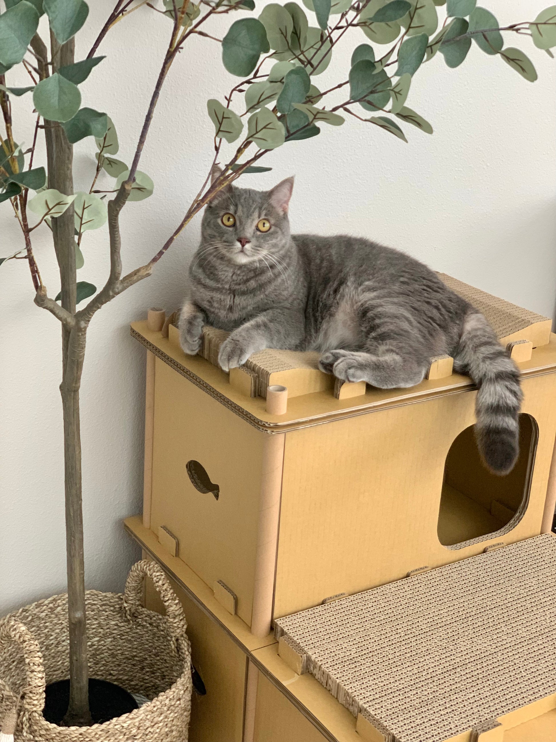 cat relaxing in Feline Villa