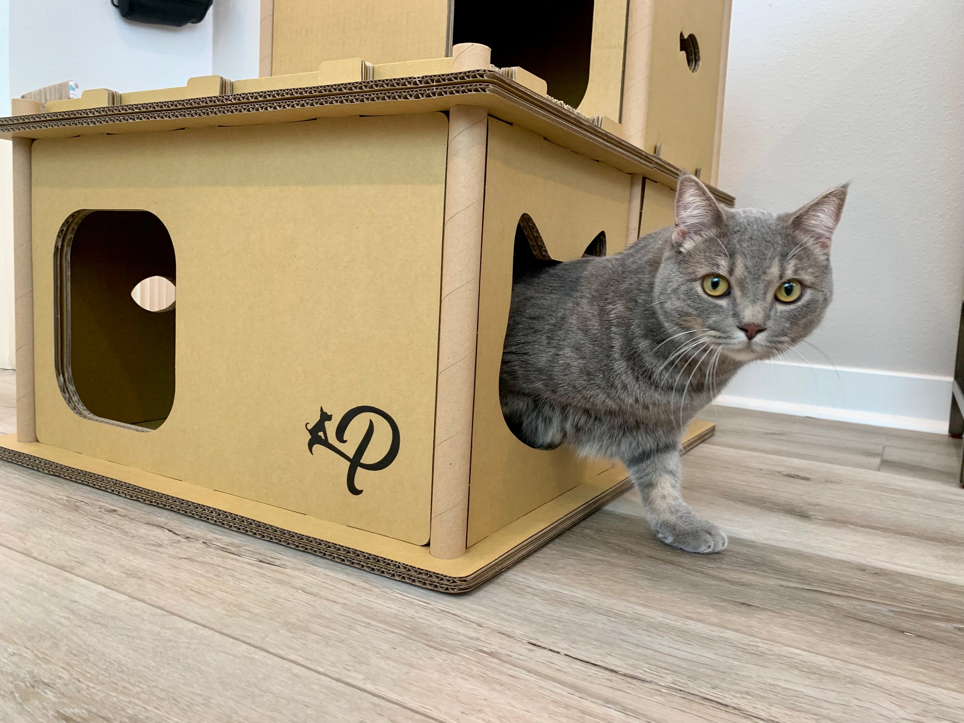 Cat coming out of Feline Villa Cat HOuse