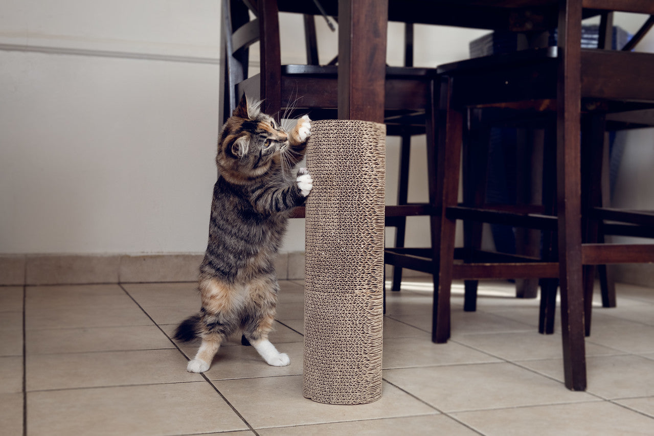 Kitty corner store scratcher