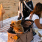 dog in newport pet carrier on beach