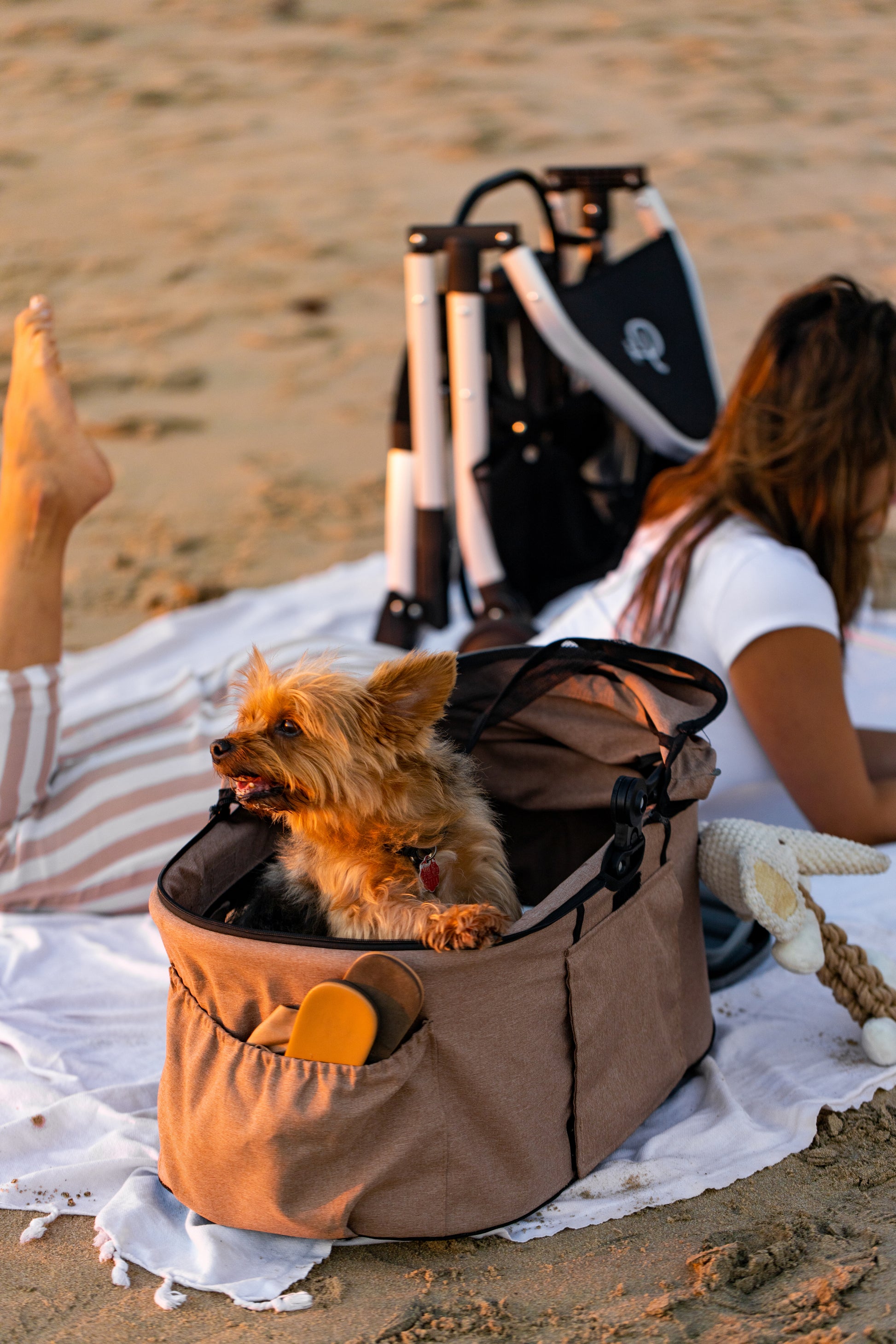 dog in newport pet carrier on beach