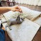 cute cats playing on mat