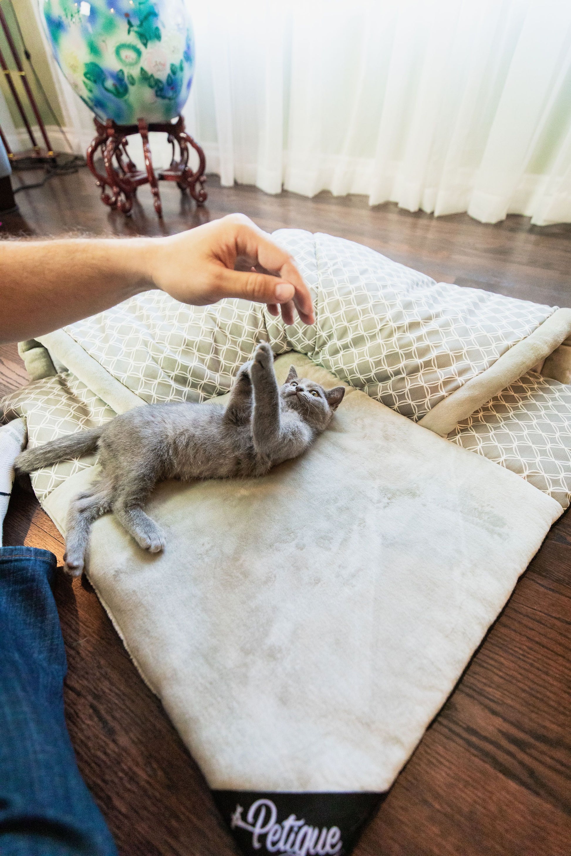 cute cats playing on mat