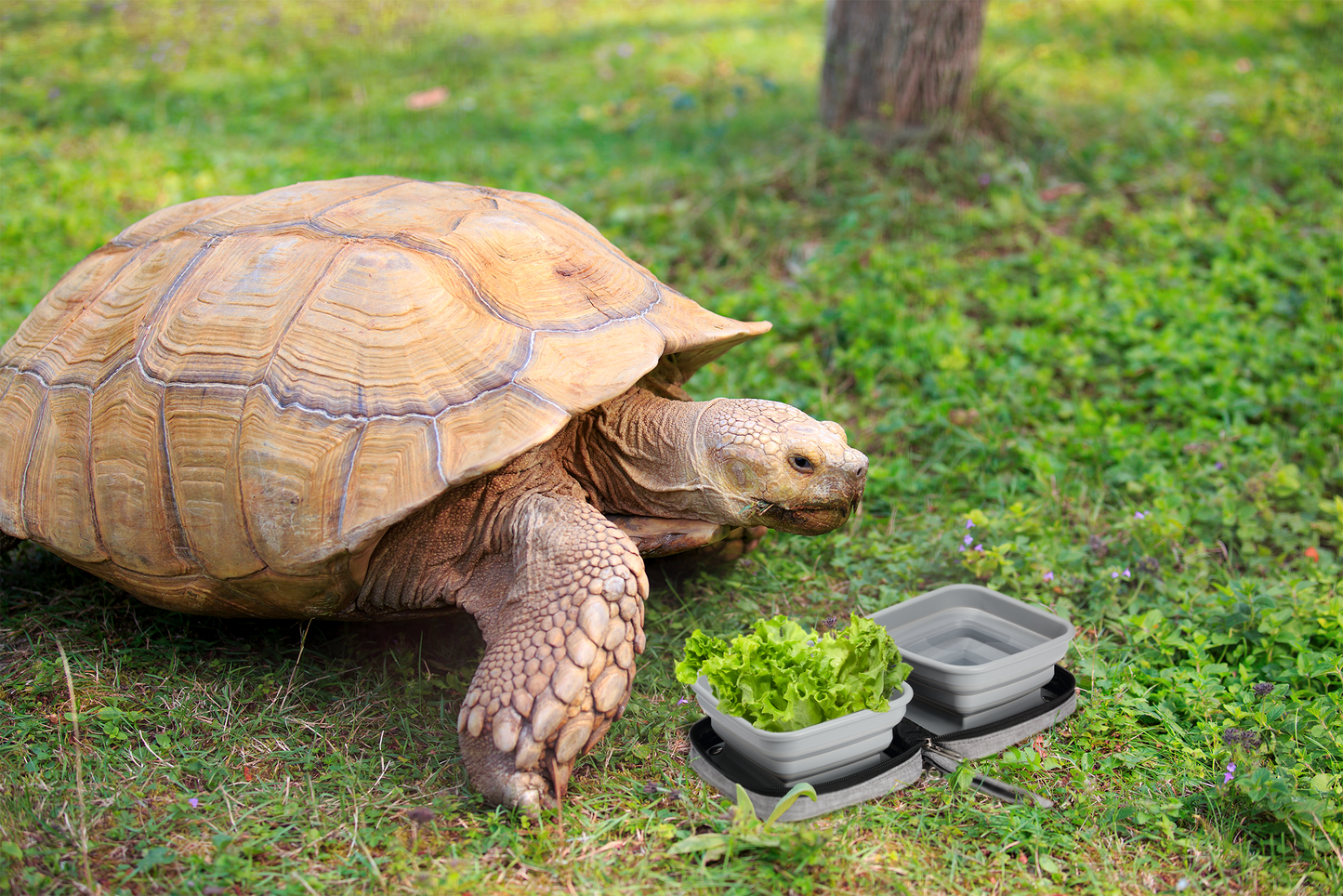 tortoise water food bowl