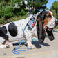 Happiest Camper Bundle - Happy Camper Pet Carrier and MORE!
