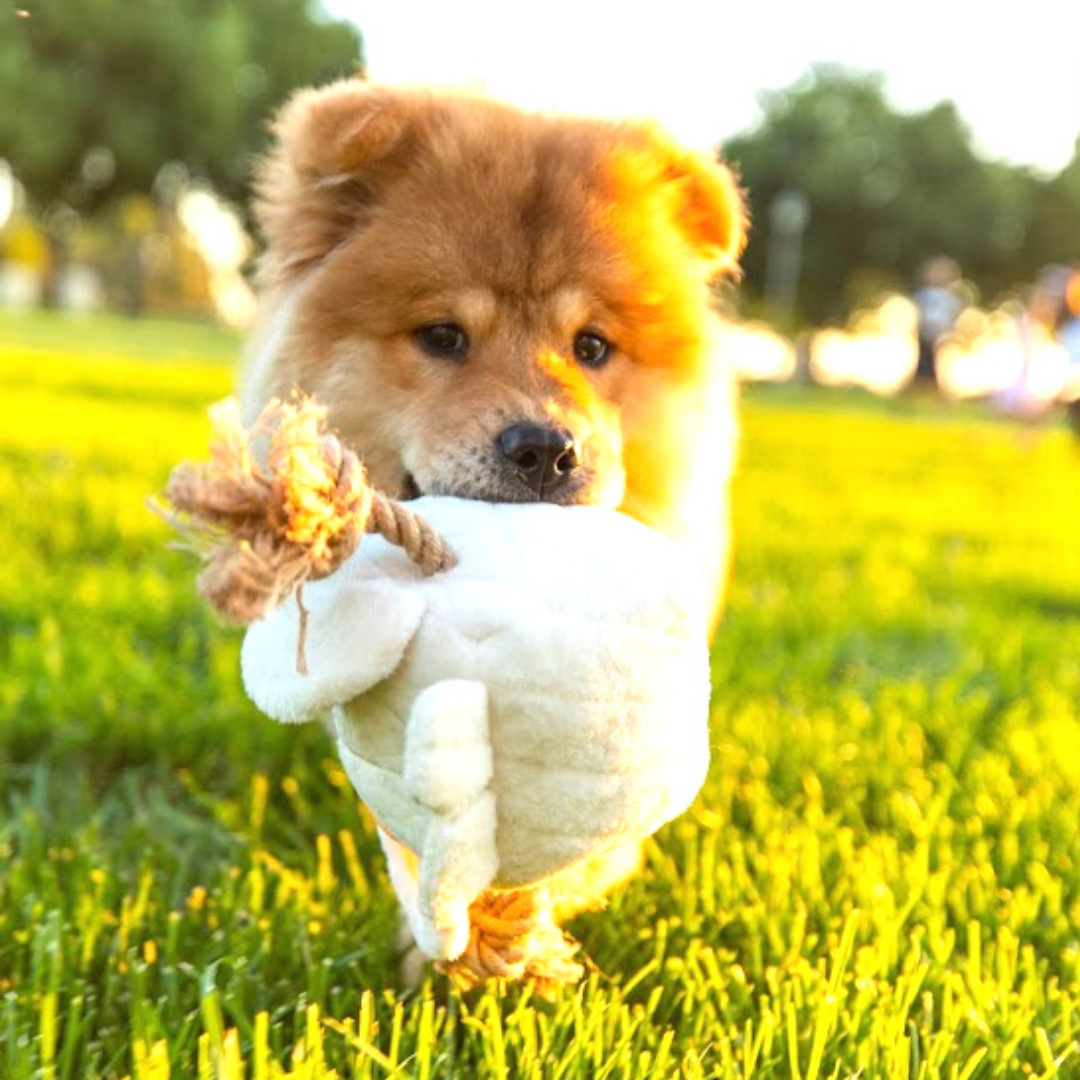 Cute Chunky Elephant Dog Toy