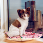 Comfy Mat Pet Bed: Breathable Cotton, Reversible & Cooling Side for Hot Days, Velvety Side for Cold Days, Angel Hair Fiber, Handmade Stitching, Perfect for Crates & Travel, for Small Animals